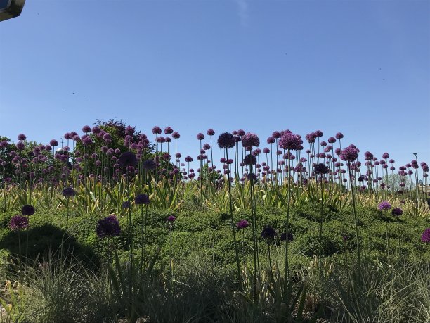 灯泡的花图片下载