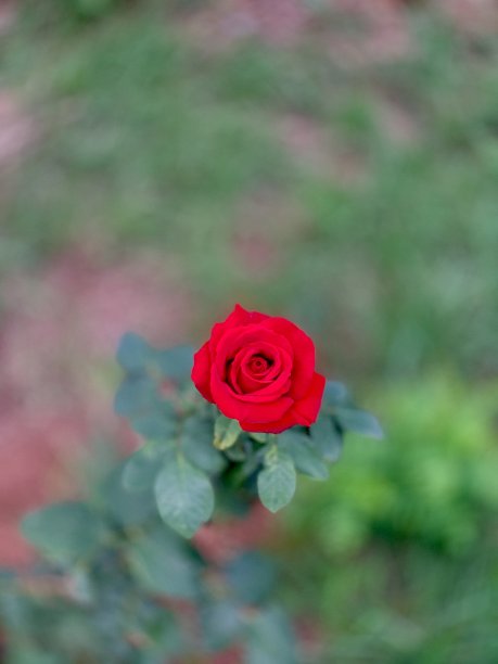 孤独的红玫瑰图片下载