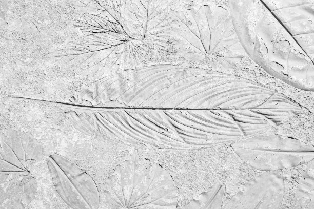 灰色混凝土上有树叶的痕迹图片下载