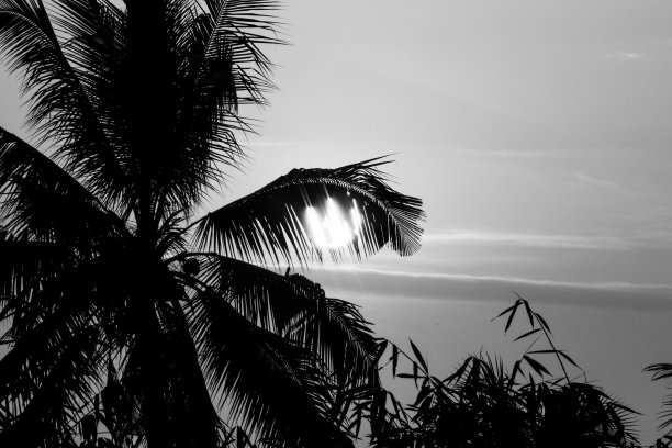 棕榈树后的夕阳图片下载