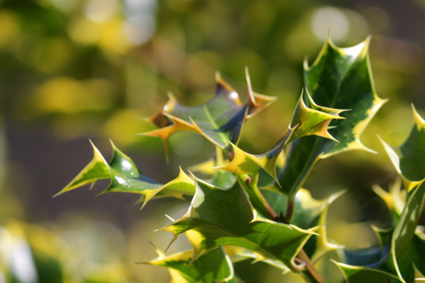 冬青的绿色和黄色斑纹的叶子作为模糊的圣诞壁纸背景海报的图像，生长在阳光充足的花园作为圣诞花环和装饰，红色的冬青浆果和新梢修剪的灌木，冬青的照片图片下载