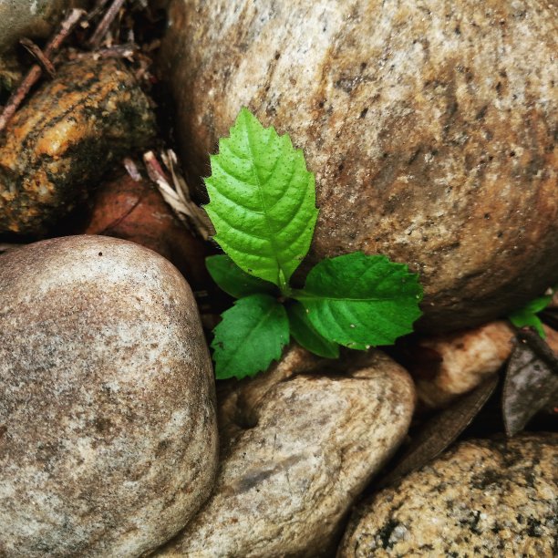 植物从石头中生长出来图片下载