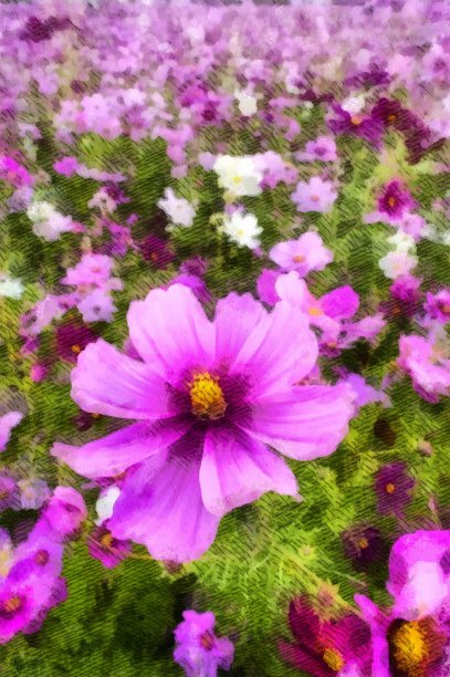 粉红色的宇宙花在草地的背景与复制空间。春季或夏季的花边和框图片下载