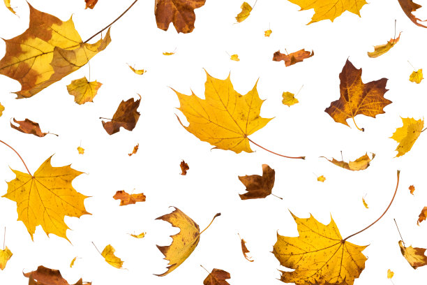 白色背景上的秋叶图片下载