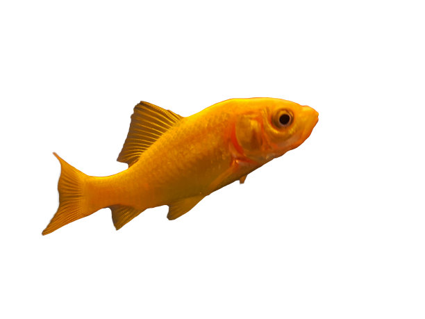 金鱼在一个玻璃水族馆类似自然环境图片下载