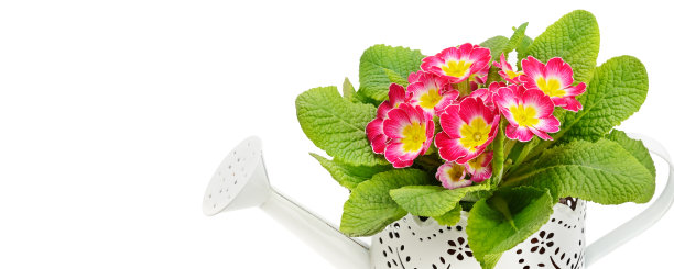 装饰喷壶上的樱草花孤立在白色背景上。图片下载