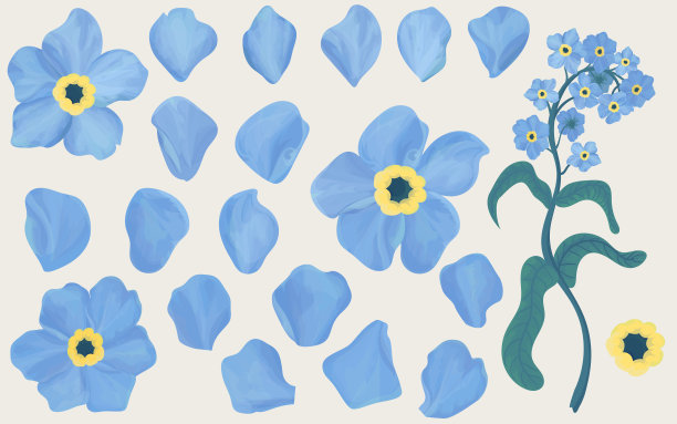 手绘勿忘我花。在花瓣上展开。对象与透明。图片下载