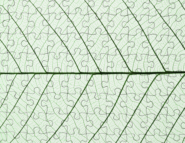 完美的叶脉与拼图。图片下载