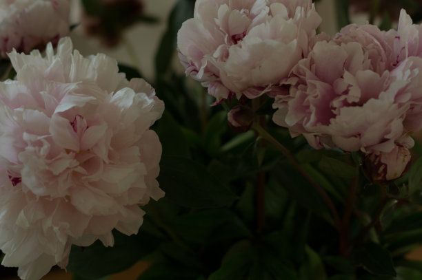 牡丹花束图片下载