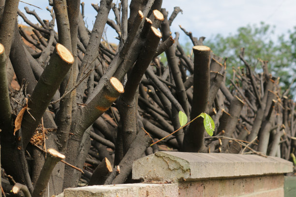 在砖墙旁经过大量修剪的成熟的过度生长的月桂树篱的图像，月桂灌木生长为常绿树篱和后花园的隐私，由树木外科园丁修剪树篱在充分的阳光下与茂密的木本树枝图片下载