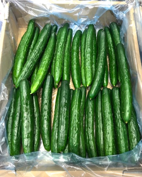 新鲜的黄瓜图片下载