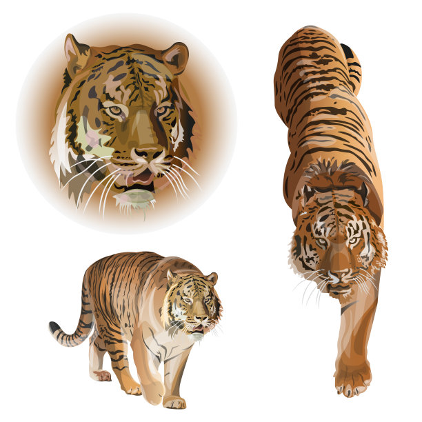 虎向量集图片下载