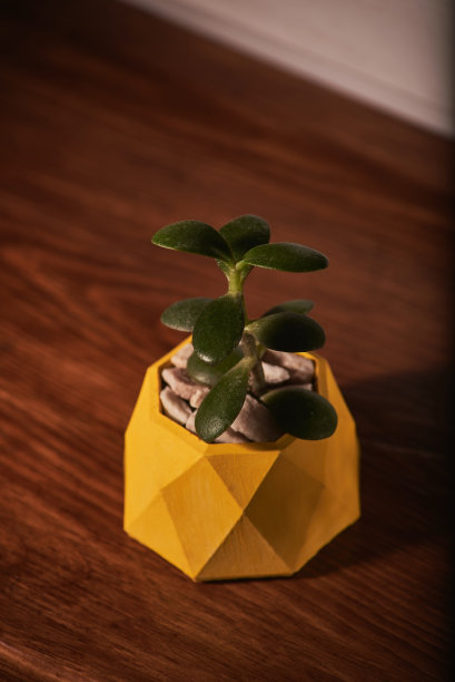 多肉植物在黄色混凝土锅在木制的背景。干净的照片图片下载