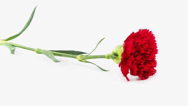 美丽的红色康乃馨图片下载