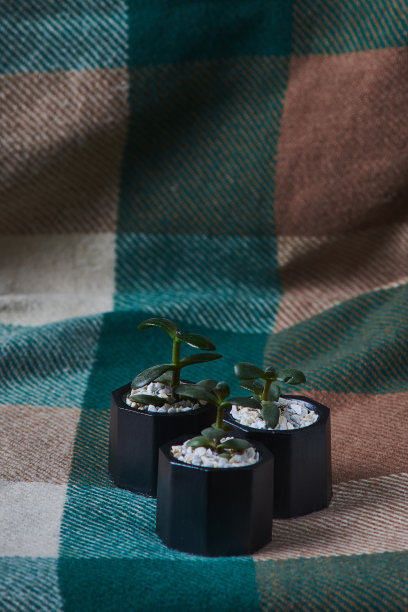 多肉植物在全黑色混凝土锅在vintage背景。本空间图片下载
