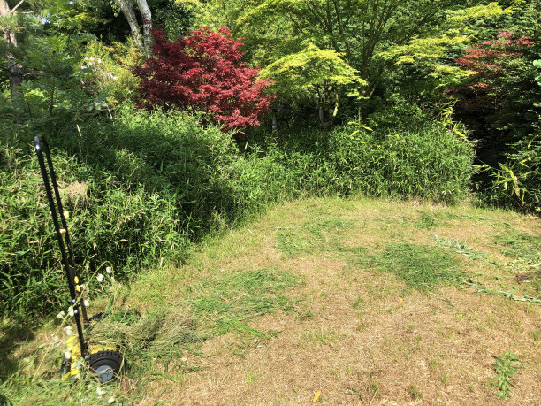阳光下阴暗的景观后花园与干燥的棕色草坪草在炎热的夏季干旱后的苔藓斑块，死斑草，草坪护理需要浇水，杂草和饲料，如何修复和复活死的草坪草照片，树木，灌木，枫树图片下载