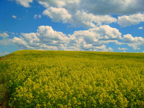 领域的芥末图片下载