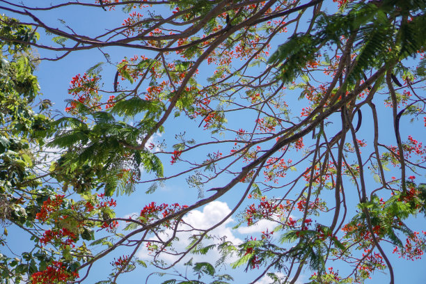 艳丽的树或凤凰花，是一种城市树，在夏季开出鲜红色的花朵，从树下的树枝上美丽的绽放。库存图片图片下载