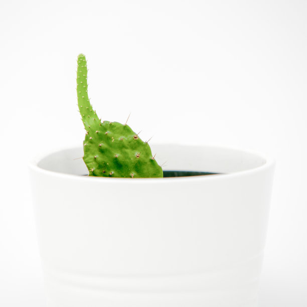 仙人掌图片下载