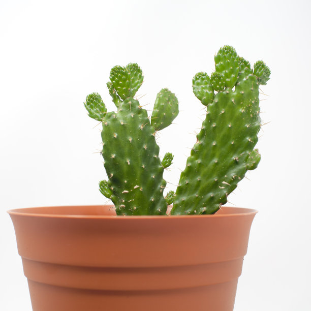 仙人掌图片下载