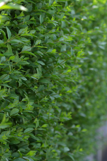 这是英国地方政府住宅需要修剪的高大常青的普通女贞树篱灌木的图像/在阳光明媚的夏天在花园前的照片，拉丁名女贞树篱，园艺快速生长的灌木图片下载