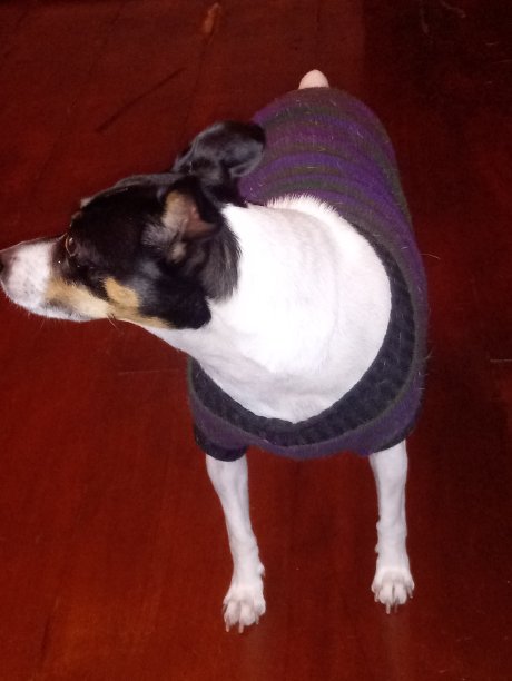 狗狗巴西图片下载