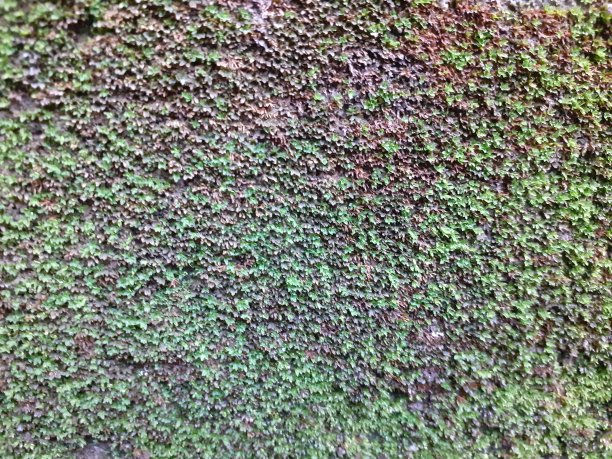 墙上的苔藓图片下载