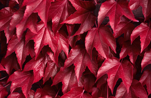 红秋叶自然植物秋天背景图片下载