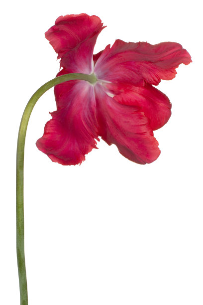 花孤立图片下载