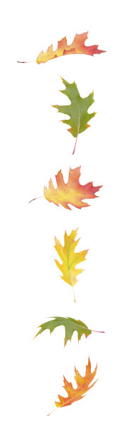 秋栎叶孤立图片下载