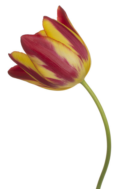 花孤立图片下载