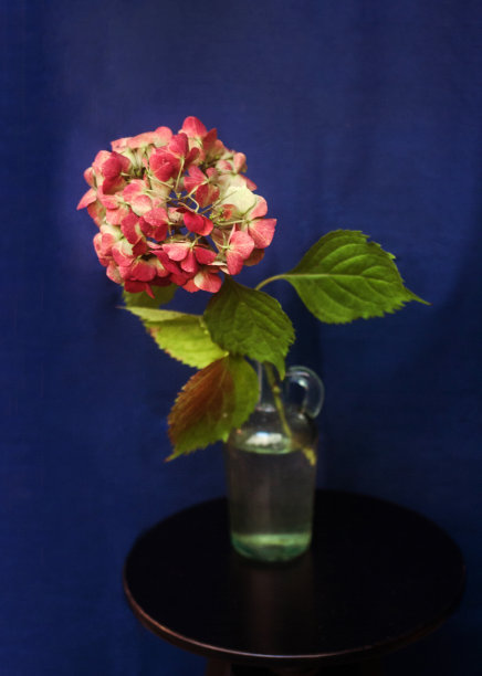 玻璃花瓶中的霍坦西亚花静物画图片下载