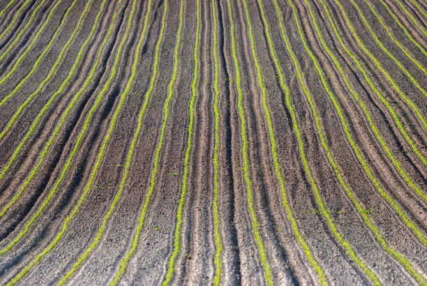 玉米幼苗在地里生长图片下载