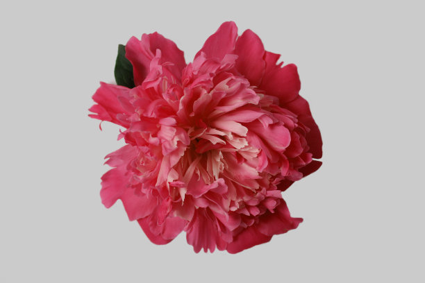 粉红色的牡丹花在白色的背景，孤立图片下载