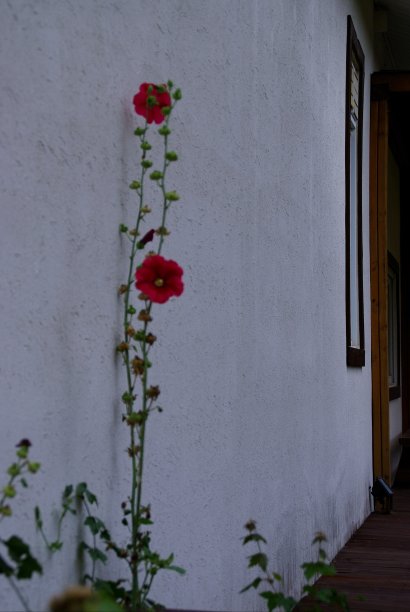 到处都是美丽的花朵。图片下载