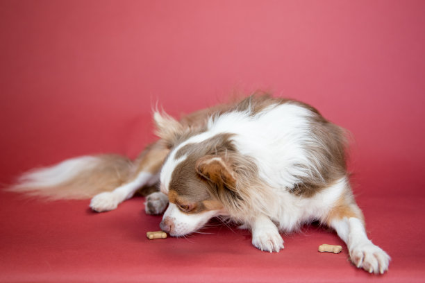 吉娃娃狗的肖像闻炸丸子。图片下载