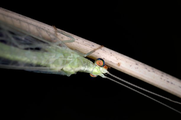 草蛉(Chrysoperla carnea)图片下载