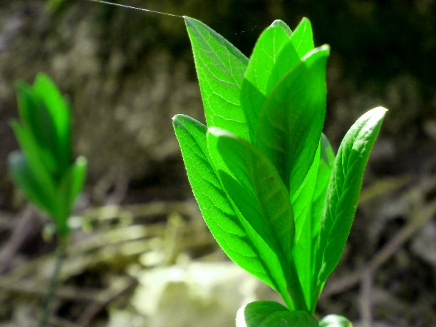 绿色植物图片下载