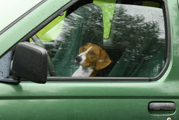 狗(司机)驾驶汽车图片下载