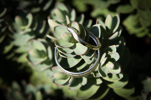 结婚戒指在植物上图片下载