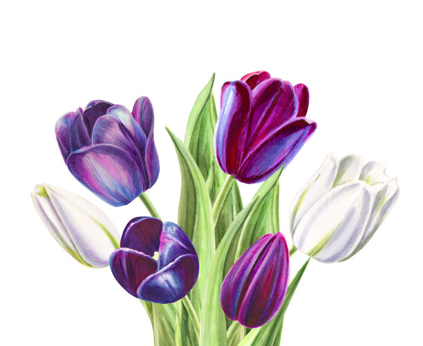 美丽的黑色和白色郁金香组成。花收集。标记图。水彩画。婚礼和生日花束。图片下载