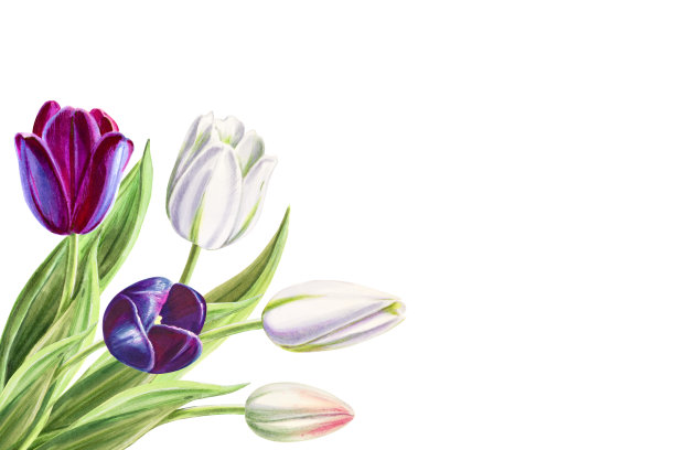 美丽的黑白郁金香角组成。花收集。标记图。水彩画。婚礼和生日花束。图片下载