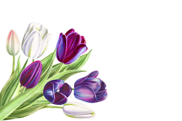 美丽的黑白郁金香角组成。花收集。标记图。水彩画。婚礼和生日花束。图片下载