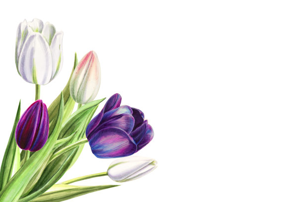 美丽的黑白郁金香角组成。花收集。标记图。水彩画。婚礼和生日花束。图片下载