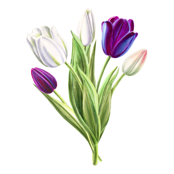 美丽的黑色和白色郁金香组成。花收集。标记图。水彩画。婚礼和生日花束。图片下载