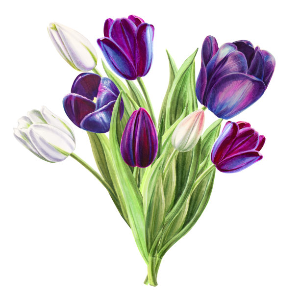 美丽的黑色和白色郁金香组成。花收集。标记图。水彩画。婚礼和生日花束。图片下载