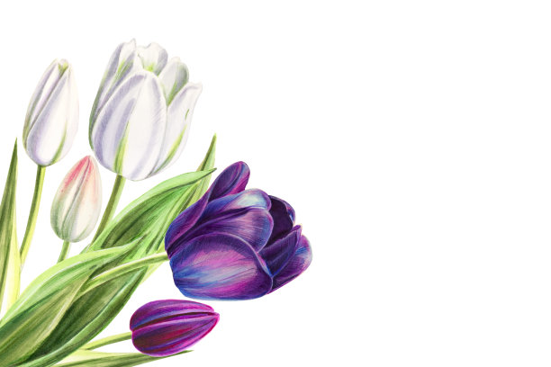 美丽的黑白郁金香角组成。花收集。标记图。水彩画。婚礼和生日花束。图片下载