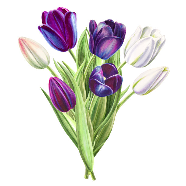 美丽的黑色和白色郁金香组成。花收集。标记图。水彩画。婚礼和生日花束。图片下载