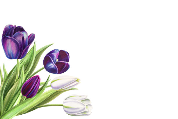 美丽的黑白郁金香角组成。花收集。标记图。水彩画。婚礼和生日花束。图片下载