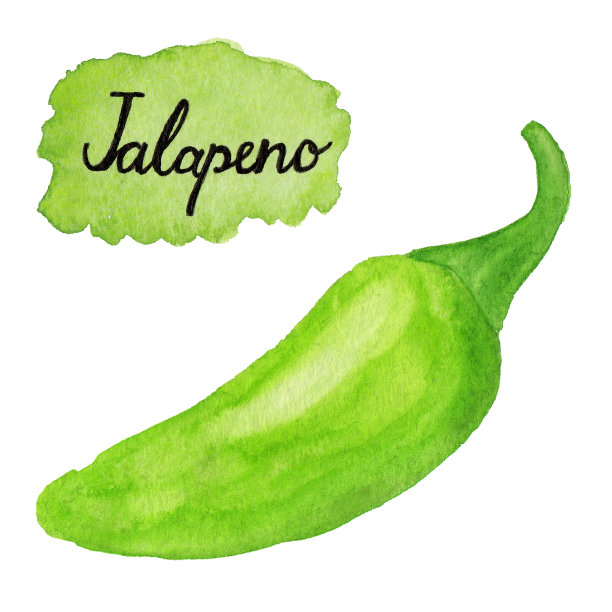 青椒水彩画插图图片下载